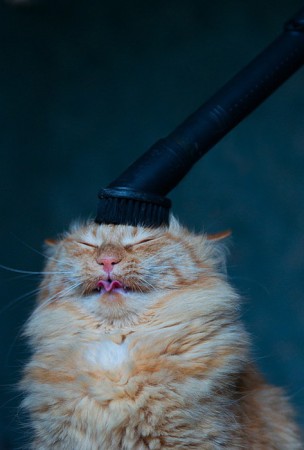 CatBrushhh