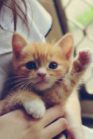 Hi, Hi, Hi, Hi, Hi!