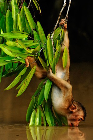 Monkey Drink