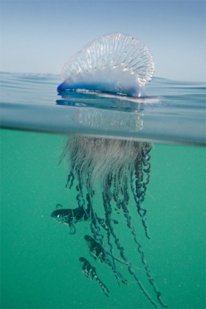 JellyFish ♥