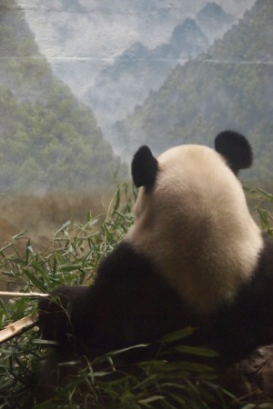 Pandakopanda