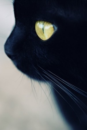 Black Cat
