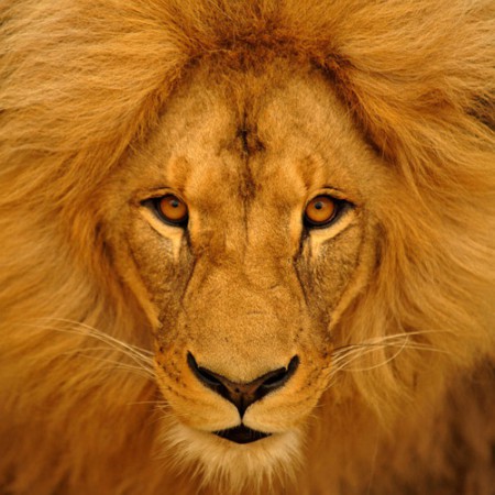 The Lion King ♥
